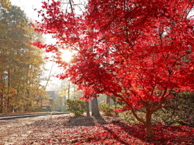 2026日本楓葉、紅葉最新預測！東京、大阪、京都、北海道…人氣賞楓景點交通、最佳賞楓時間懶人包