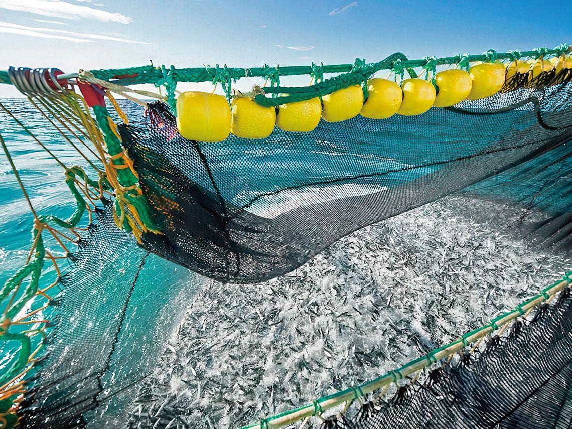 連族群高達數百億隻的鯖魚也快被抓光了  從鯖魚通膨  看全球經濟震盪亂象