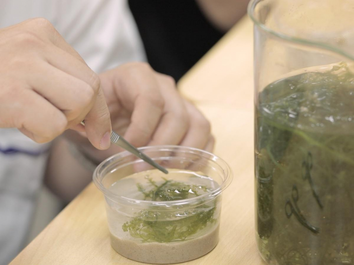 還海行動追蹤日記》從一瓶海草看見整片海洋！雲豹能源攜手子公司共學藍碳生命網絡