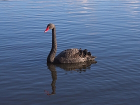 洞察趨勢》緊追央行決策的一年 金猴挑戰黑天鵝  駕馭上蹦下跳的盤勢