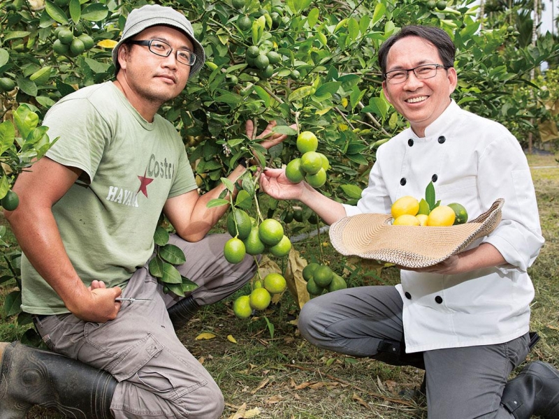  在欉黃的梅爾檸檬