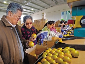 「褚橙」比市價貴一倍   人生二起二落 菸王出獄變橙王  76歲老將創業傳奇
