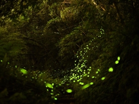 螢之光 守護黑夜裡的微亮幸福