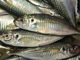 如果餐桌上沒有魚