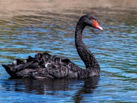 危機四伏的下半年
