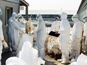 新聞事件２》第一線資源短缺 防線全面崩潰 中央支援慢半拍 爆大規模禽流感