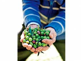 追尋諸神的綠色黃金