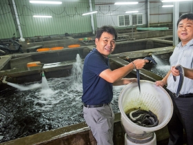 不單打獨鬥 貿易商與養殖戶合力淘金 不只外銷 鰻魚大王開餐廳拚內銷