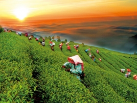 走訪南投 擁抱自然