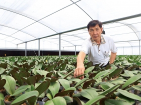 政策影響》禁奢令逼台商轉做出口 中國蘭花教父：要出口蝴蝶蘭 不如回台南做！