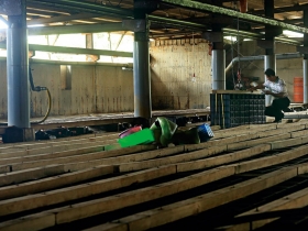 揭開兩岸農業不平等競爭 5大現場追蹤 鮑魚的眼淚