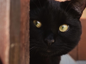 誰在默默看著你