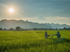 假農民猛領津貼 新農民做到心酸 優秀租地農民 農保沒份