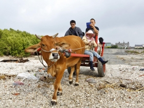 彰化縣芳苑漁村》末代海牛戰士 出征潮間帶