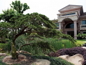 百年羅漢松變「活古董」  五年漲十倍