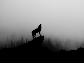 狼性襲台！台灣羊只能剉咧等？（摘）