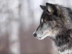 緊咬不放的企圖心