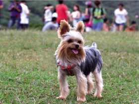 絕跡52年再現台灣 狂犬病致死率百分百 打疫苗有救