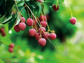 搶先披露》無法替代的獨特香氣與微酸口感 玉荷包啤酒 中秋限量嘗鮮