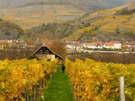 高ＣＰ值葡萄酒系列》奧地利．布倫德麥耶酒莊 清爽綠維特林 維也納森林精靈