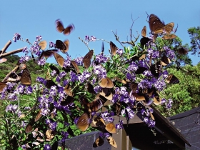 晴空魔法  百萬紫斑蝶南飛度冬