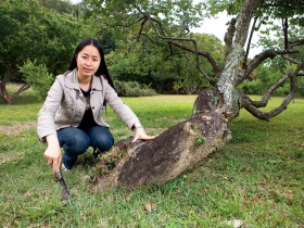 青春有價  陳香伊樂當老樹守護神