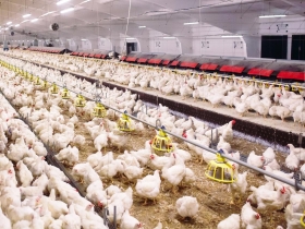 禽流感的七大疑問解惑