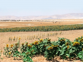 以色列   荒漠奇蹟 