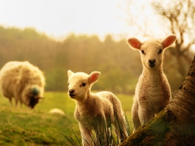 讓台灣科技業回春的四項趨勢