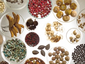 一顆小小種子 深深影響全世界 全球種子保衛戰