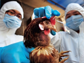 中國漠視監測Ｈ７Ｎ９禽流感病毒的啟示  官員腦袋不改  防疫是痴人說夢？