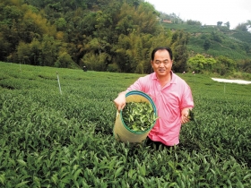 冠軍茶出爐十分鐘　陸客隔海全包下！