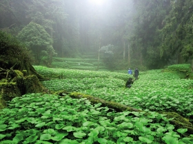「高山青」變調 人禍比天災可怕