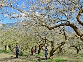 最佳賞梅「黃金三角」風櫃斗、烏松崙、牛稠坑 賞梅、品梅迎新年 怡然自得樂無窮