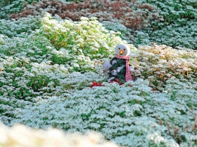 冬日花海似雪飄  滿山美景映人面
