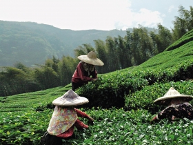 夏日找茶趣》酷暑中的清涼好去處 茶區微旅行 慢漫悠哉行