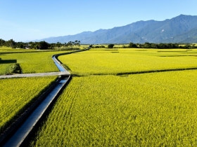 米后林翠蘭：豐收，從腳踏實地開始