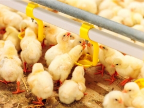 不准去中國養雞 韓家寰喊委屈