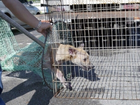 捕殺流浪狗 不如從源頭減量做起