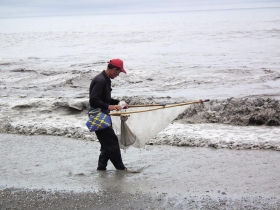 台灣鰻魚瀕臨滅絕的真相