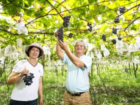 華盛頓的葡萄藤