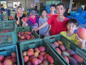 靠不麻煩精神  林順龍仍有八成收成  全台芒果歉收  他卻逆勢變銷日冠軍