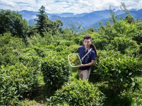工程師魂優化製程 讓偏鄉山茶躍上國際摘星