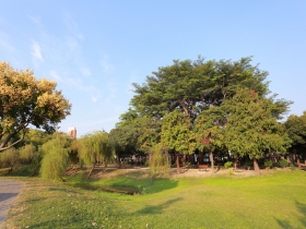 二○一六年全球卓越建設獎首獎　巴克禮公園 鬧市中的生態桃花源