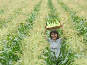 鮮綠農產》一支39元玉米  闖出年收兩億王國 從源頭下工夫  砸九百萬把關種子