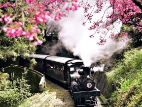 櫻花 盛放在山麓間的花見春語