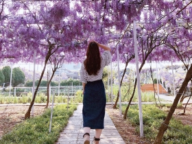 紫藤花 浪漫性格 打造仙境花海