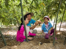觀音山田園採筍趣，大啖美味綠筍餐