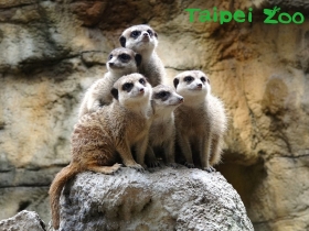 遊動物園免排隊！嗶一下就可入園