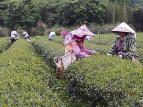 終於看到小綠葉蟬